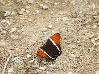 Siproeta epaphus image