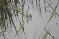 Lithobates catesbeianus image