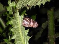 Heliconius telesiphe image