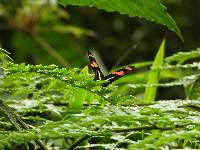 Heliconius telesiphe image