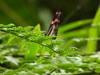 Heliconius telesiphe image