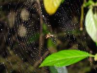 Micrathena gaujoni image