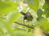 Mimus longicaudatus image