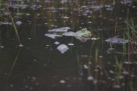 Lithobates catesbeianus image