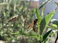 Polistes versicolor image