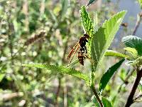 Polistes versicolor image