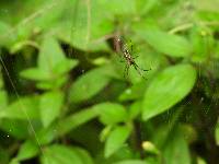 Leucauge mariana image