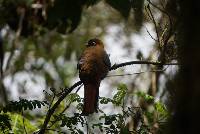 Trogon personatus image