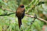 Trogon personatus image