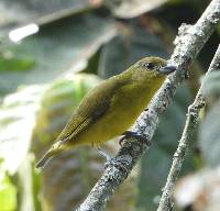 Euphonia laniirostris image