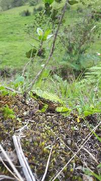 Gastrotheca elicioi image