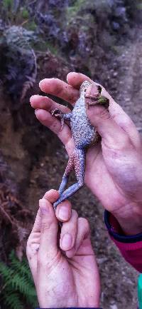 Gastrotheca elicioi image