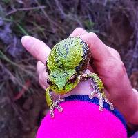 Gastrotheca elicioi image