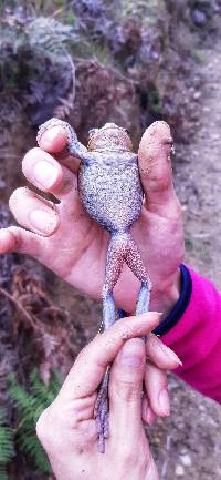 Gastrotheca elicioi image