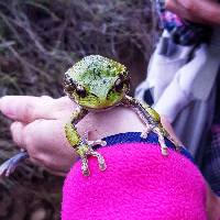 Gastrotheca elicioi image