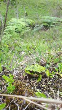 Gastrotheca elicioi image