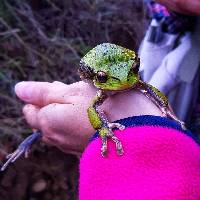 Gastrotheca elicioi image