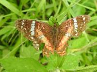 Anartia amathea image