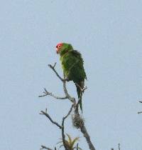 Aratinga erythrogenys image