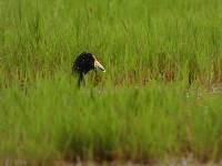 Fulica ardesiaca image