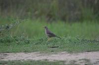 Turdus chiguanco image