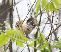 Thamnophilus bernardi image