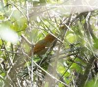 Hylocryptus erythrocephalus image