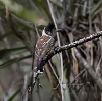 Thamnophilus bernardi image