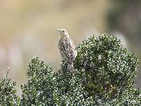 Anthus bogotensis image