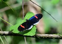 Heliconius erato image