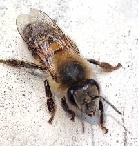 Apis mellifera image