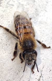 Apis mellifera image