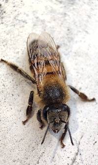 Apis mellifera image