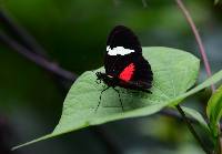 Heliconius himera image