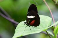 Heliconius himera image