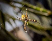 Argiope argentata image