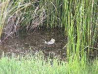 Lithobates catesbeianus image