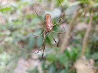 Trichonephila clavipes image