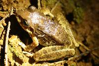 Pristimantis achatinus image