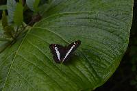 Limenitis alala image