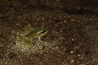 Lithobates bwana image