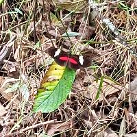 Heliconius himera image