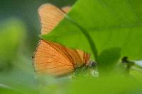 Dryas iulia image