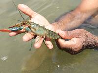 Cherax quadricarinatus image