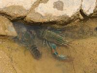 Cherax quadricarinatus image