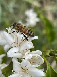 Apis mellifera image