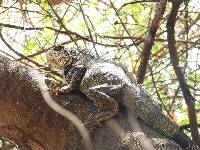 Iguana iguana image