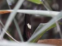 Heliconius himera image