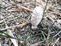 Coprinus comatus image