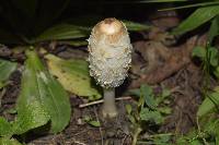 Coprinus comatus image